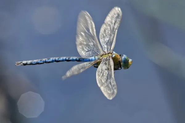  عکس سنجاقک برای پروفایل