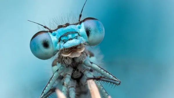  عکس سنجاقک با مزه برای بک گراند