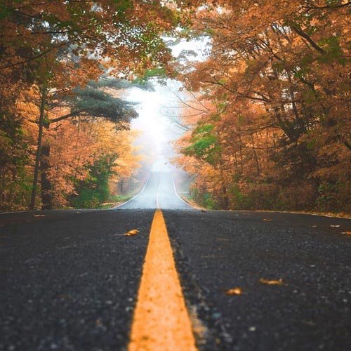 عکس درختان زیبا برای پروفایل