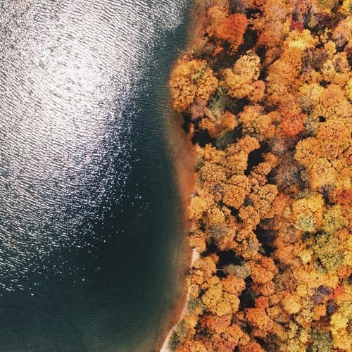  عکس درختان زیبا برای پروفایل