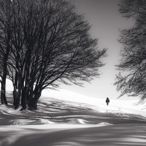  عکس درختان زیبا برای پروفایل