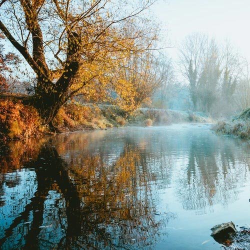  عکس درختان زیبا برای پروفایل