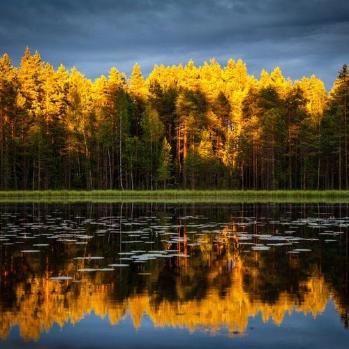  عکس درختان زیبا برای پروفایل