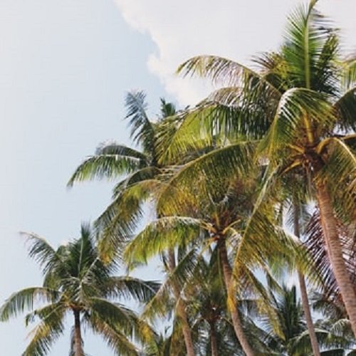  عکس درختان زیبا برای پروفایل