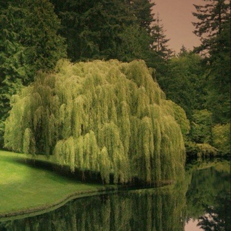  عکس درخت برای والپیپر گوشی