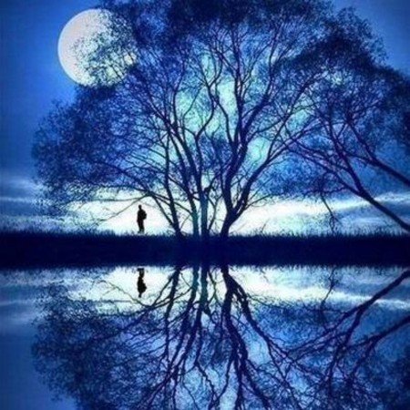  عکس درخت برای والپیپر گوشی