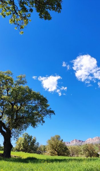  عکس درخت برای والپیپر گوشی