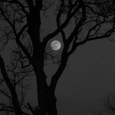  عکس درخت برای والپیپر گوشی