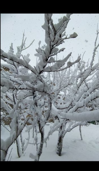  عکس درخت برای والپیپر گوشی