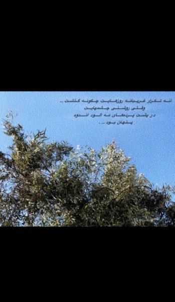  عکس درخت برای والپیپر گوشی