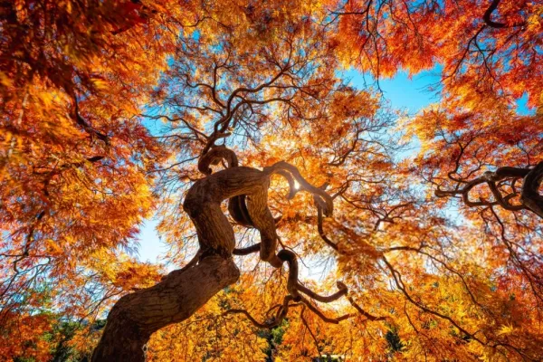  عکس درخت جدید 2026