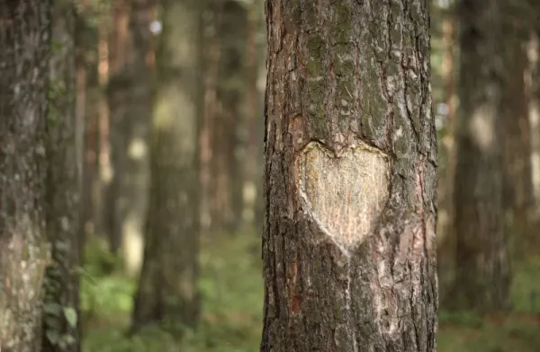  عکس درخت جدید 2026