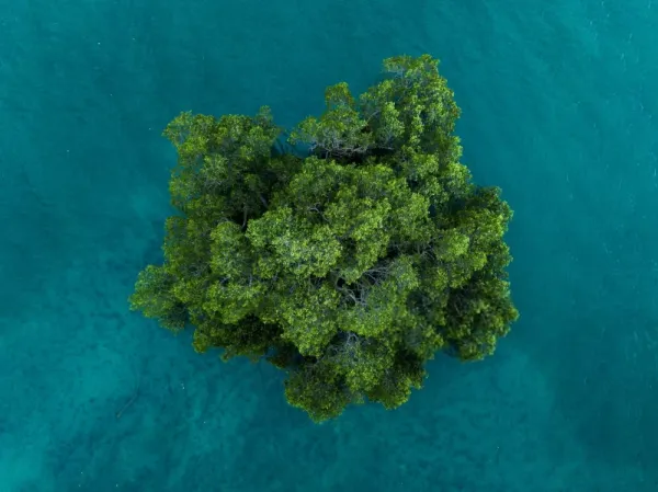  عکس درخت جدید 2026