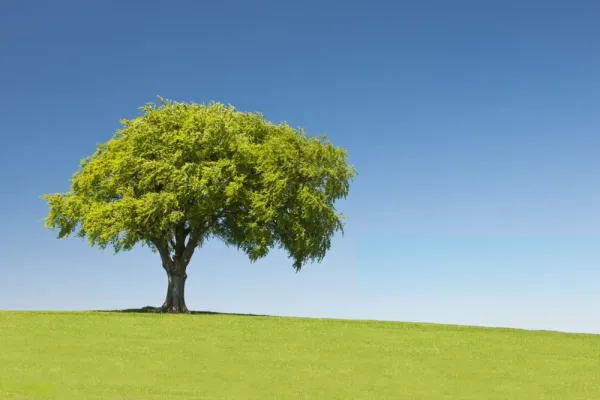  عکس درخت جدید 2026