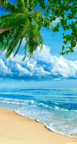  عکس ساحل کارتونی