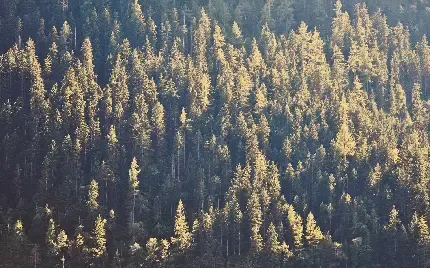  عکس پس زمینه جنگل کاج