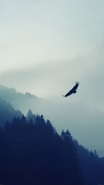  عکس جنگل مه آلود