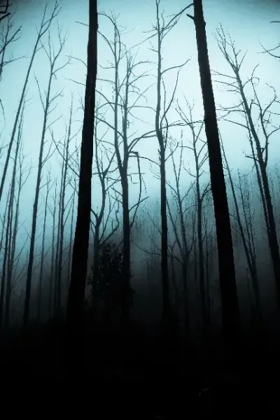  عکس جنگل مه آلود