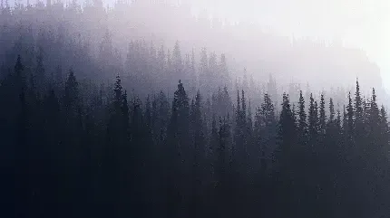  عکس جنگل مه آلود