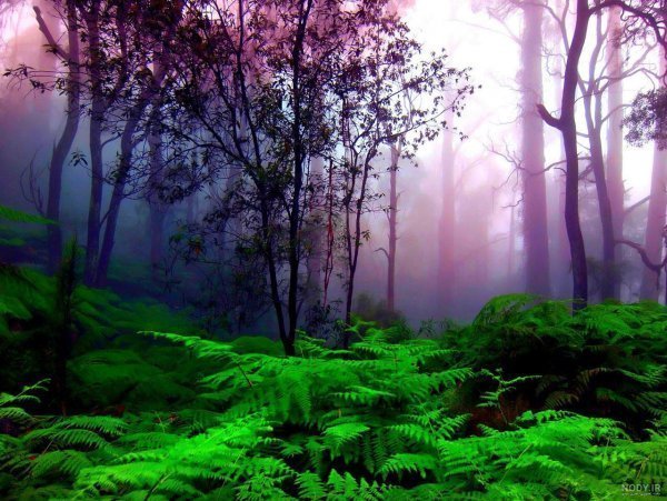  عکس هوای مه آلود عاشقانه