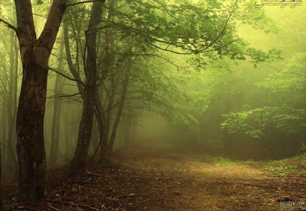  عکس هوای مه آلود عاشقانه