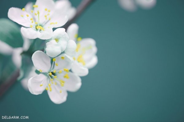  والپیپر درخت بهاری برای گوشی