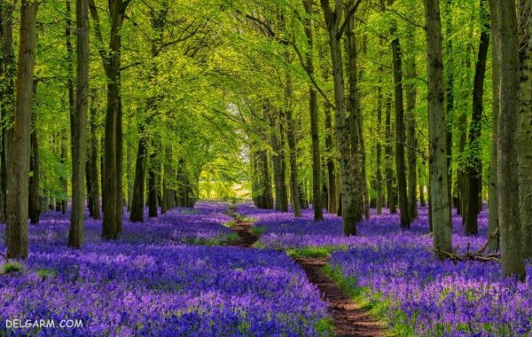  والپیپر درخت بهاری برای گوشی