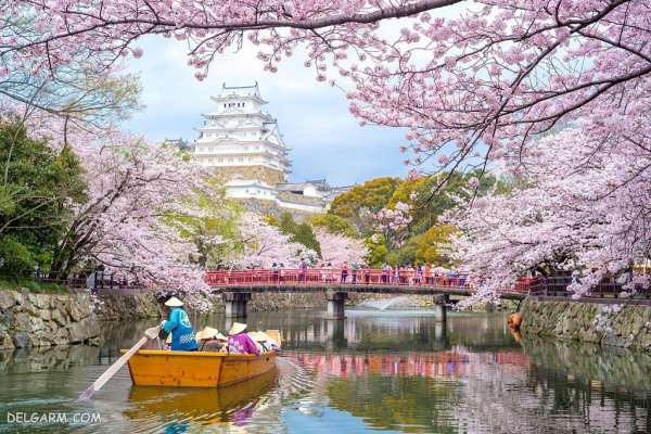  والپیپر درخت بهاری برای گوشی