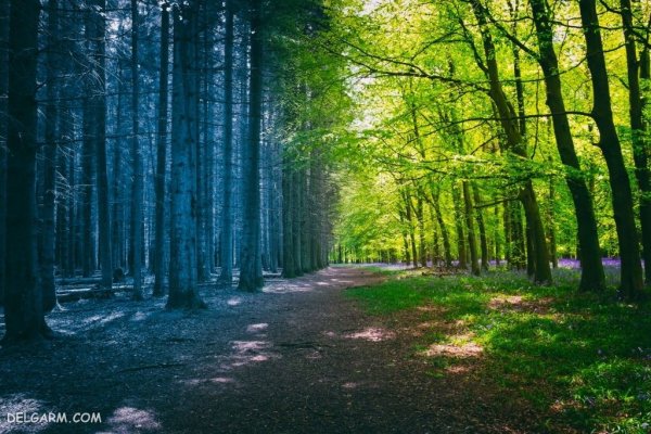  والپیپر درخت بهاری برای گوشی