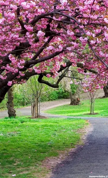  تصویر زمینه بهاری موبایل