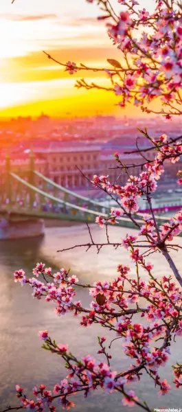  تصویر زمینه بهاری موبایل