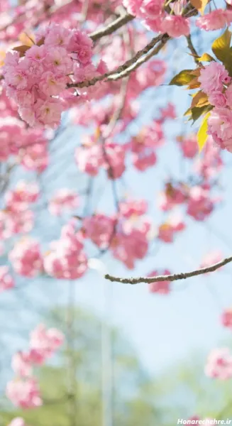  تصویر زمینه بهاری موبایل