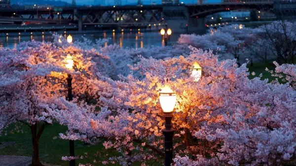  عکس فصل بهار برای والپیپر گوشی