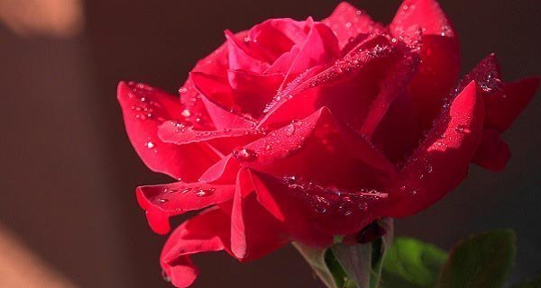  قشنگ ترین عکس دسته گل قرمز