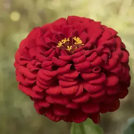  قشنگ ترین عکس دسته گل قرمز