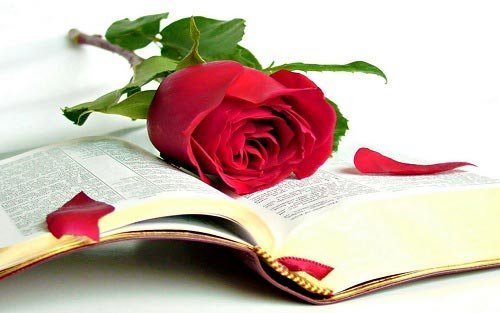  قشنگ ترین عکس دسته گل قرمز