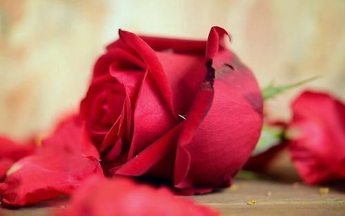  قشنگ ترین عکس دسته گل قرمز