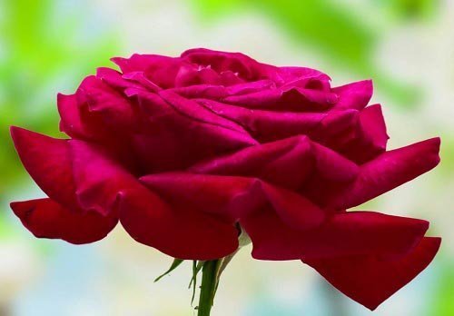  قشنگ ترین عکس دسته گل قرمز