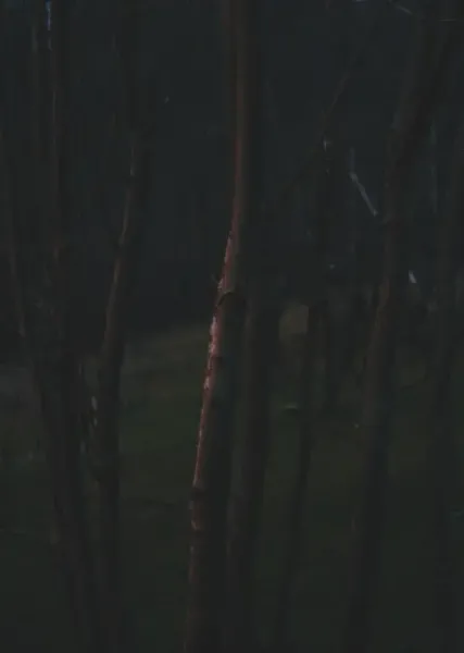  والپیپر جنگل تاریک برای گوشی آیفون