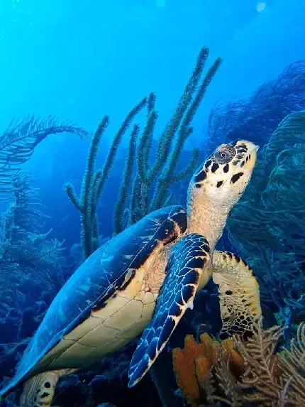  عکس لاک پشت دریایی با کیفیت