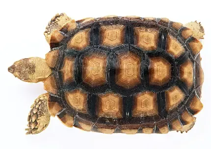  عکس لاک پشت دریایی با کیفیت