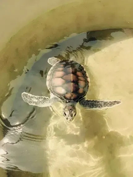  عکس لاک پشت دریایی با کیفیت