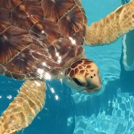  عکس لاک پشت دریایی با کیفیت