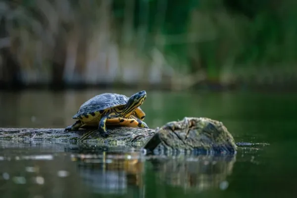  عکس لاک پشت واقعی