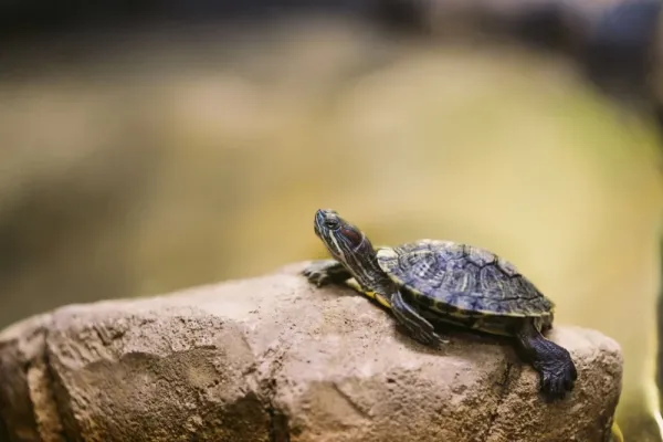  عکس لاک پشت واقعی