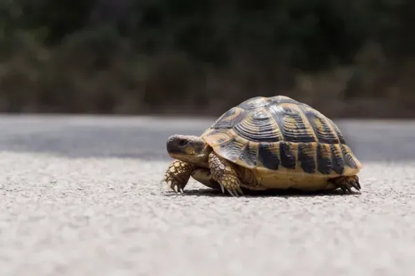  عکس لاک پشت واقعی