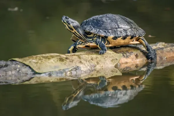  عکس لاک پشت واقعی