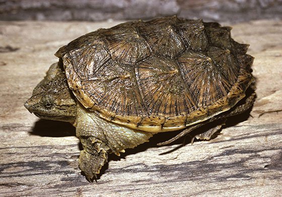  عکس لاک پشت زیبا برای استوری