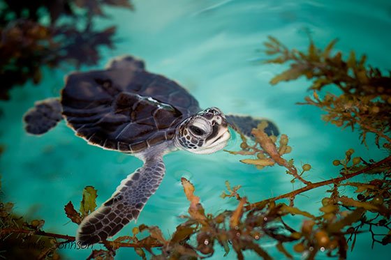  عکس لاک پشت زیبا برای استوری