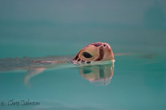  عکس لاک پشت زیبا برای استوری